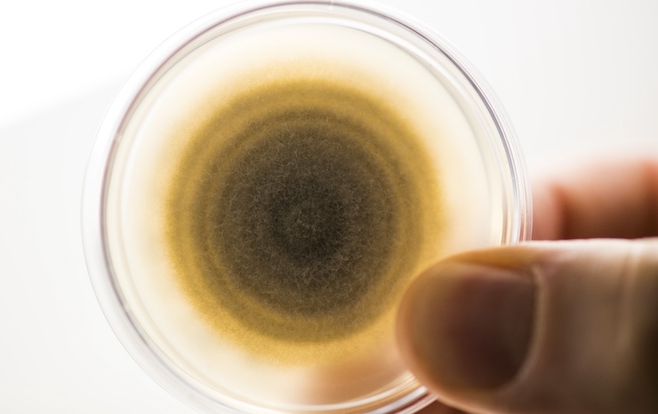 A person carefully holds a petri dish containing a brown substance, showcasing a scientific experiment or observation.