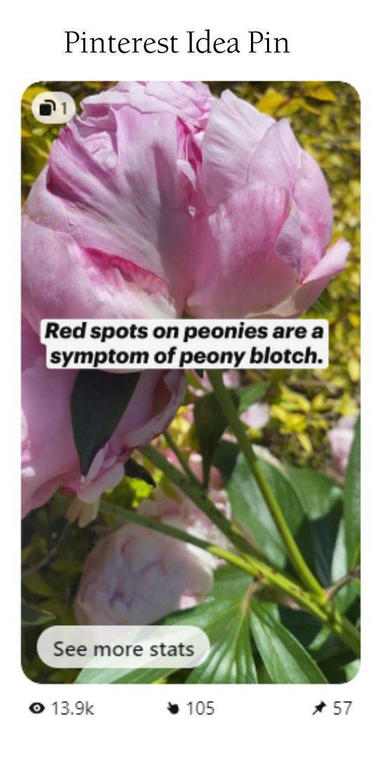 screen shots of peony idea pin with Pinterest Idea Pin on top. Text reads "red spots on stem means peony blotch"