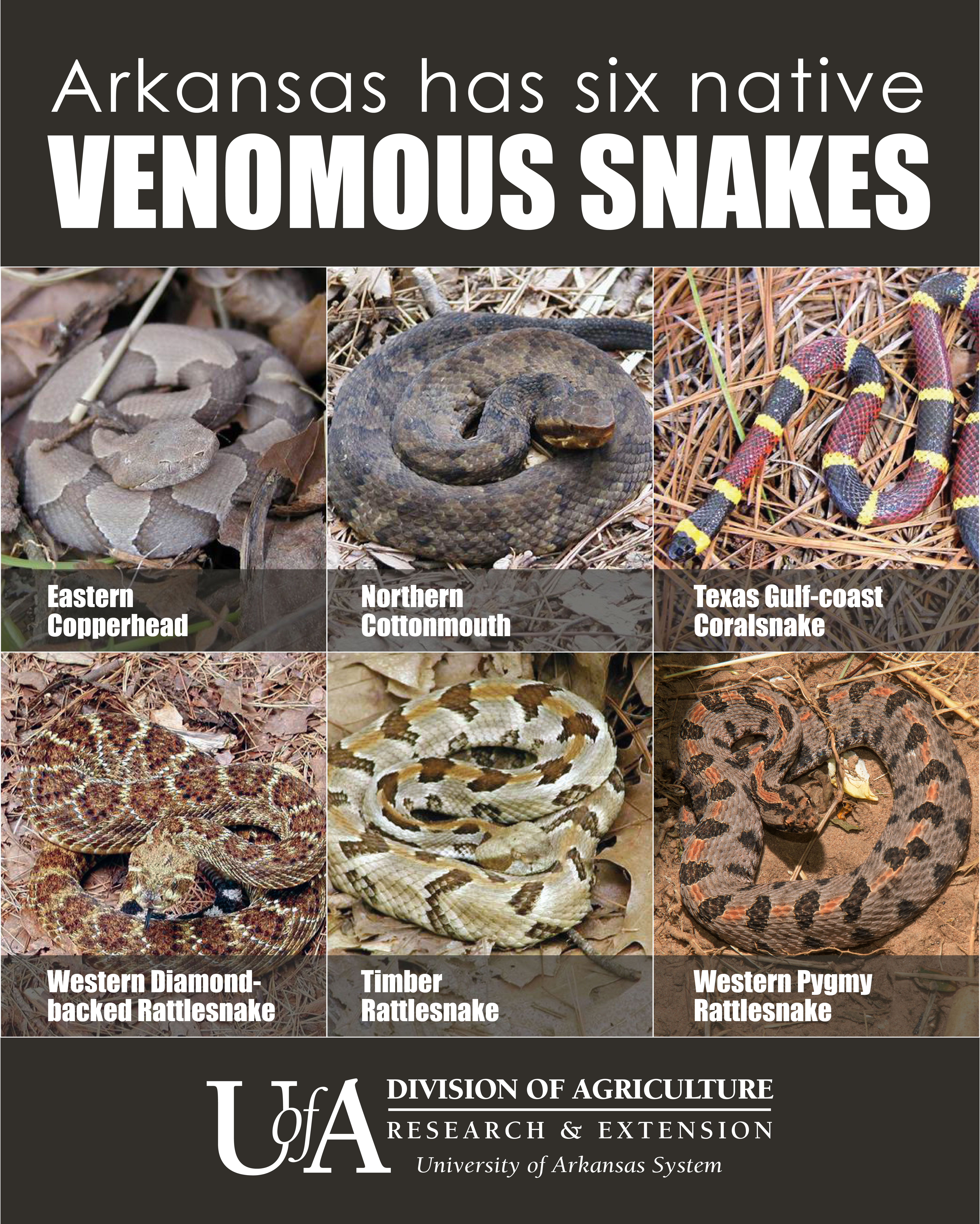 Arkansas Snakes