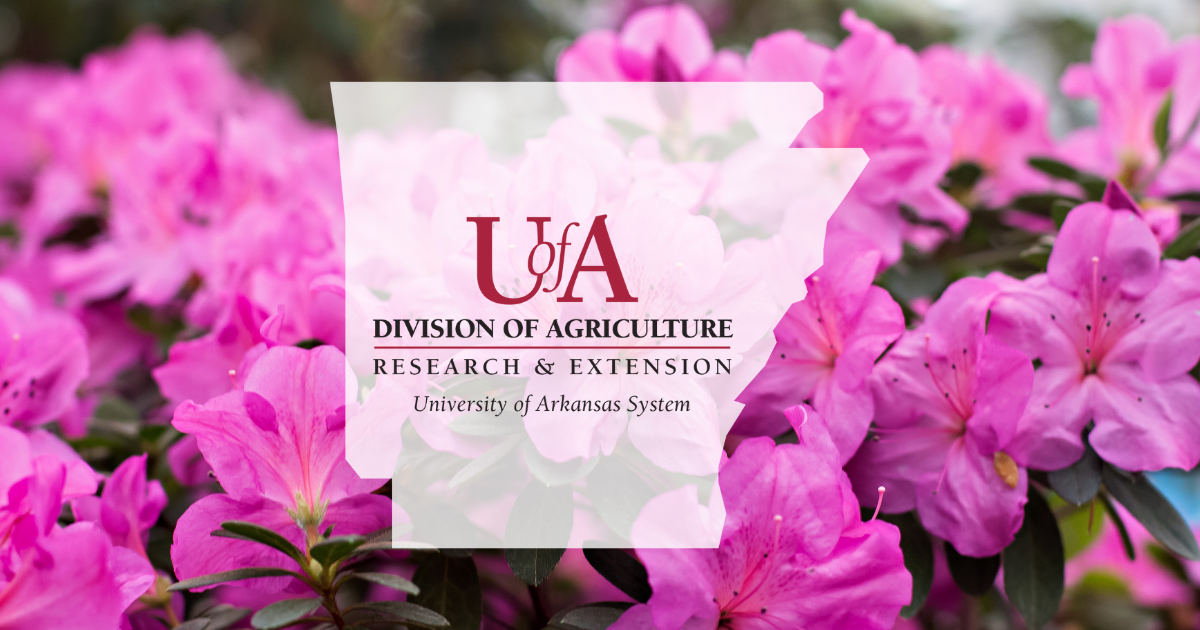 UADA azaleas cover photo