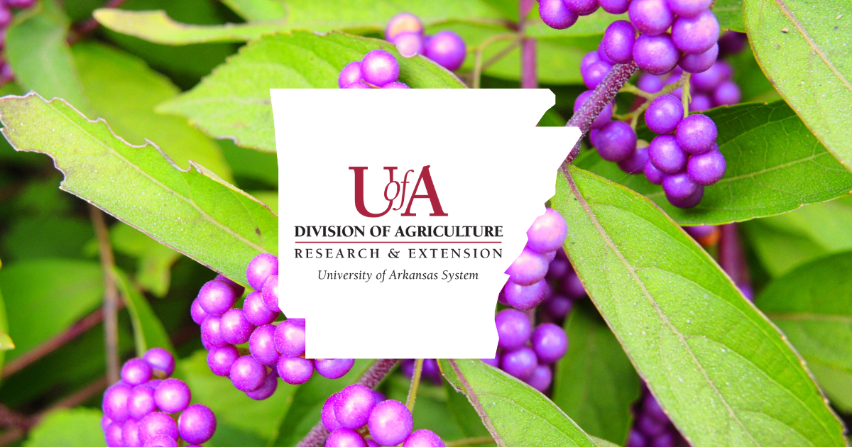 UADA beautyberry cover photo