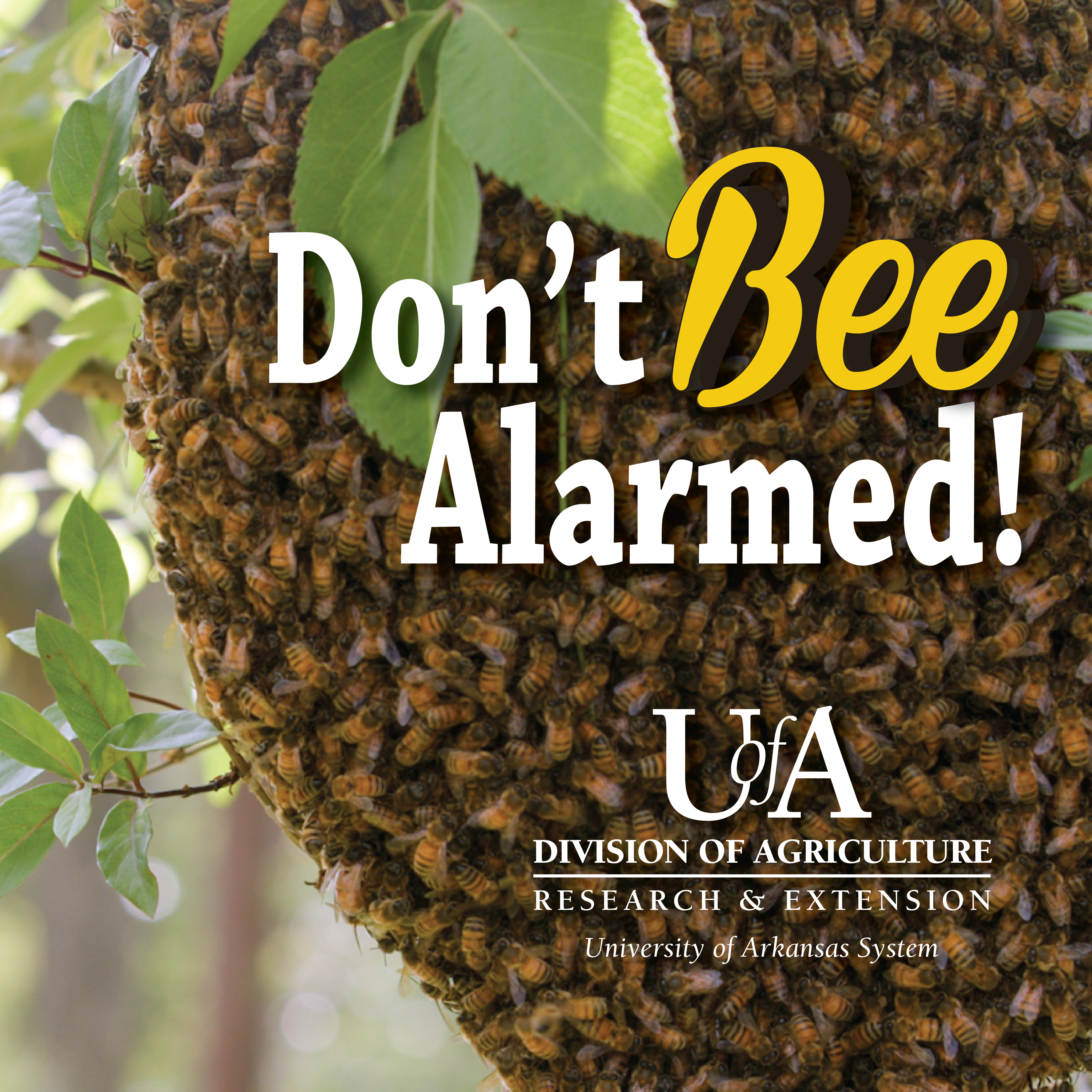 "Don't BEE Alarmed" graphic with bee swarm