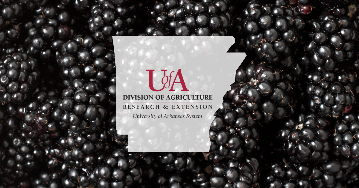 UADA blackberries cover photo