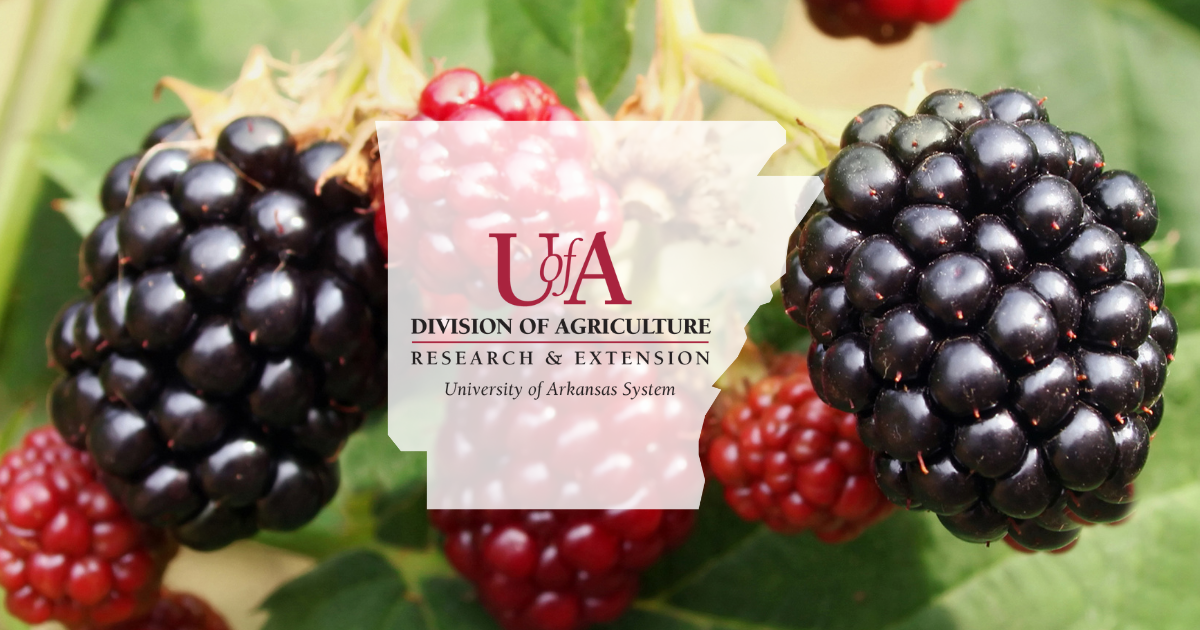 UADA blackberry bush cover photo