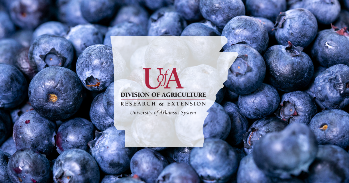 UADA blueberries cover photo