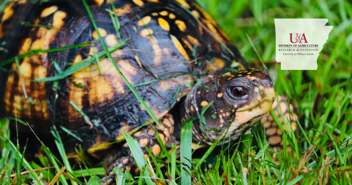 UADA box turtle cover photo