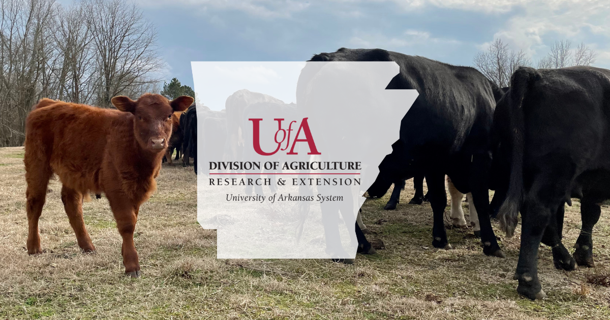 UADA cattle with calf cover photo