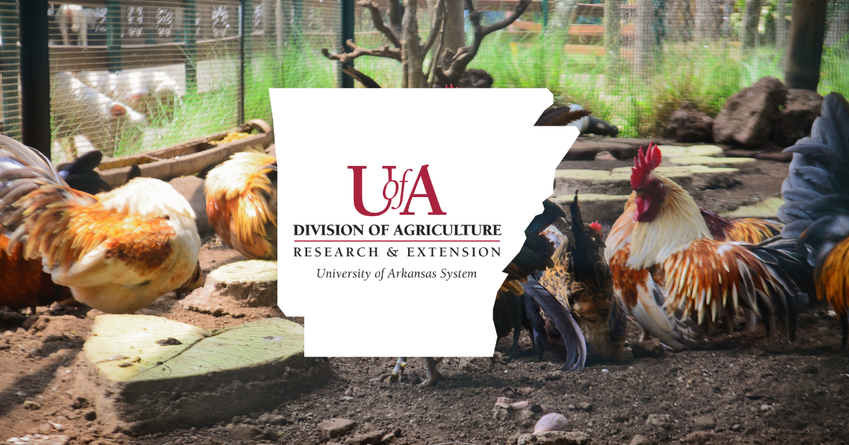 UADA chickens cover photo