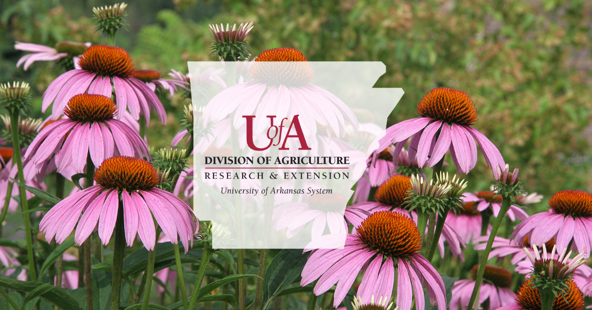 UADA coneflower cover photo