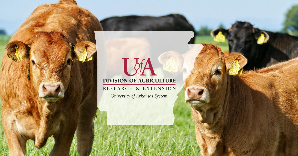 UADA cows in a field cover photo