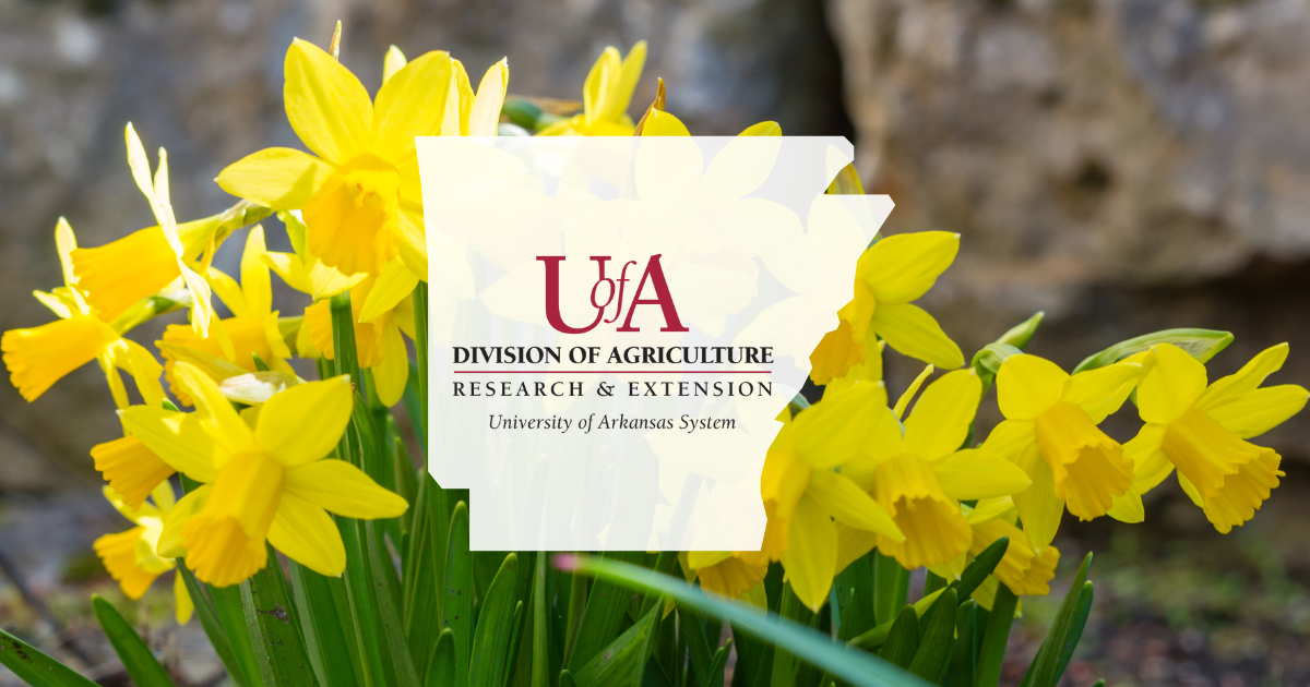 UADA daffodils cover photo