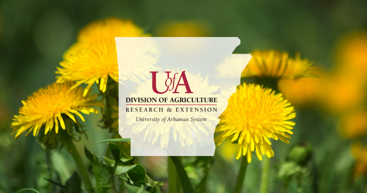 UADA dandelions cover photo