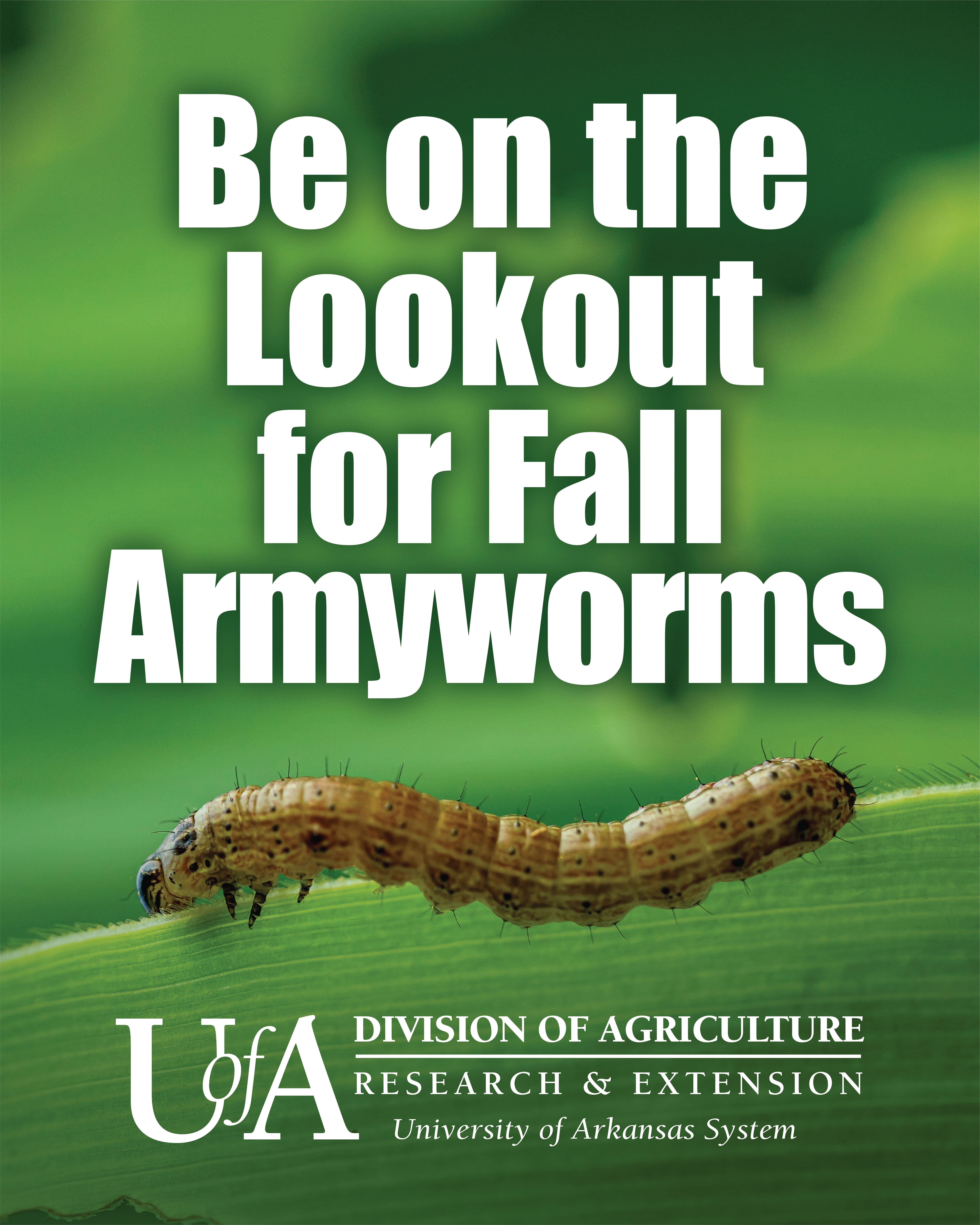 Fall Armyworms