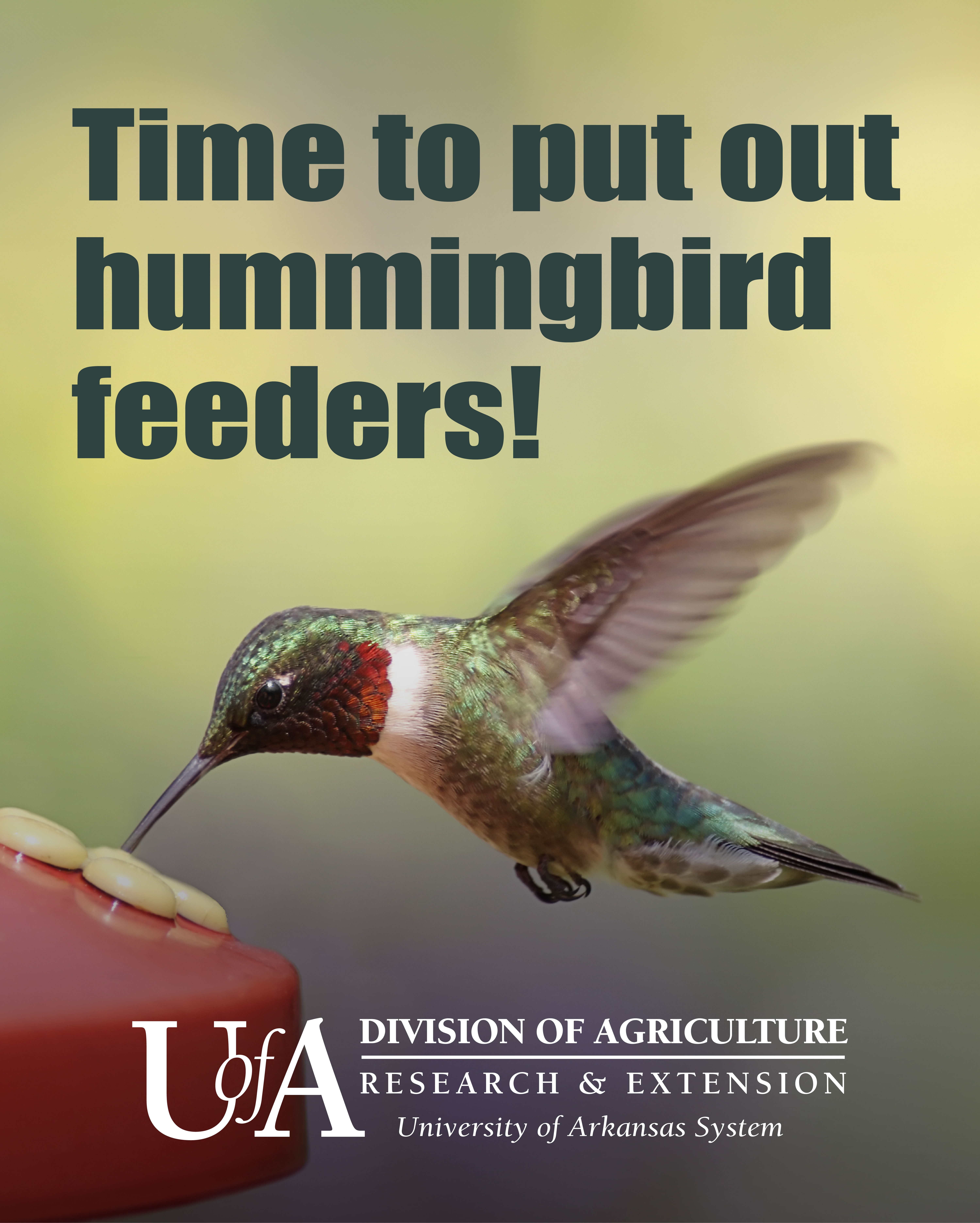 Hummingbird Feeders
