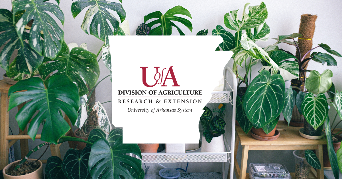 UADA indoor plants cover photo