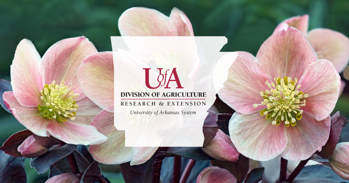 UADA lenten rose cover photo