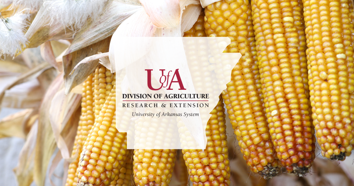 UADA maize cover photo