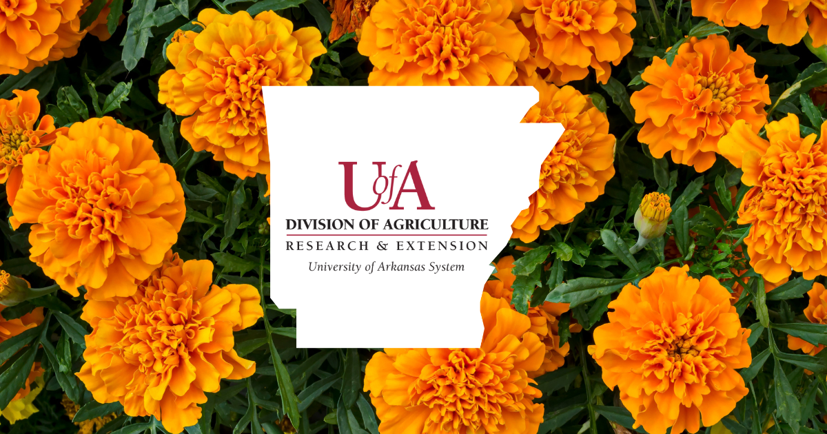 UADA marigolds cover photo