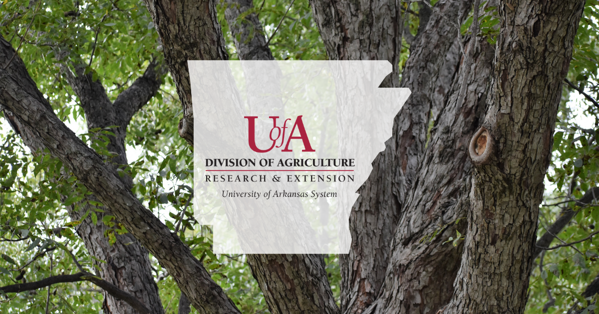 UADA pecan tree cover photo
