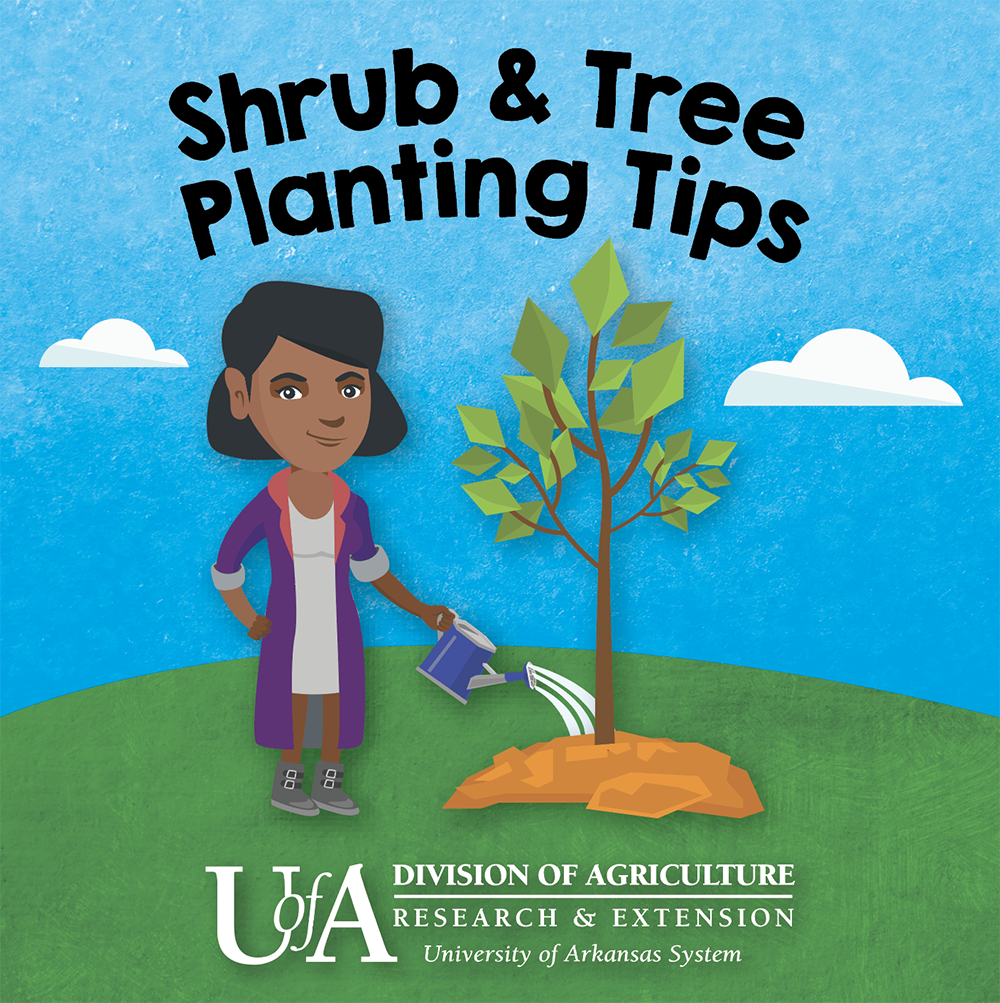 Shrub and tree planting tips