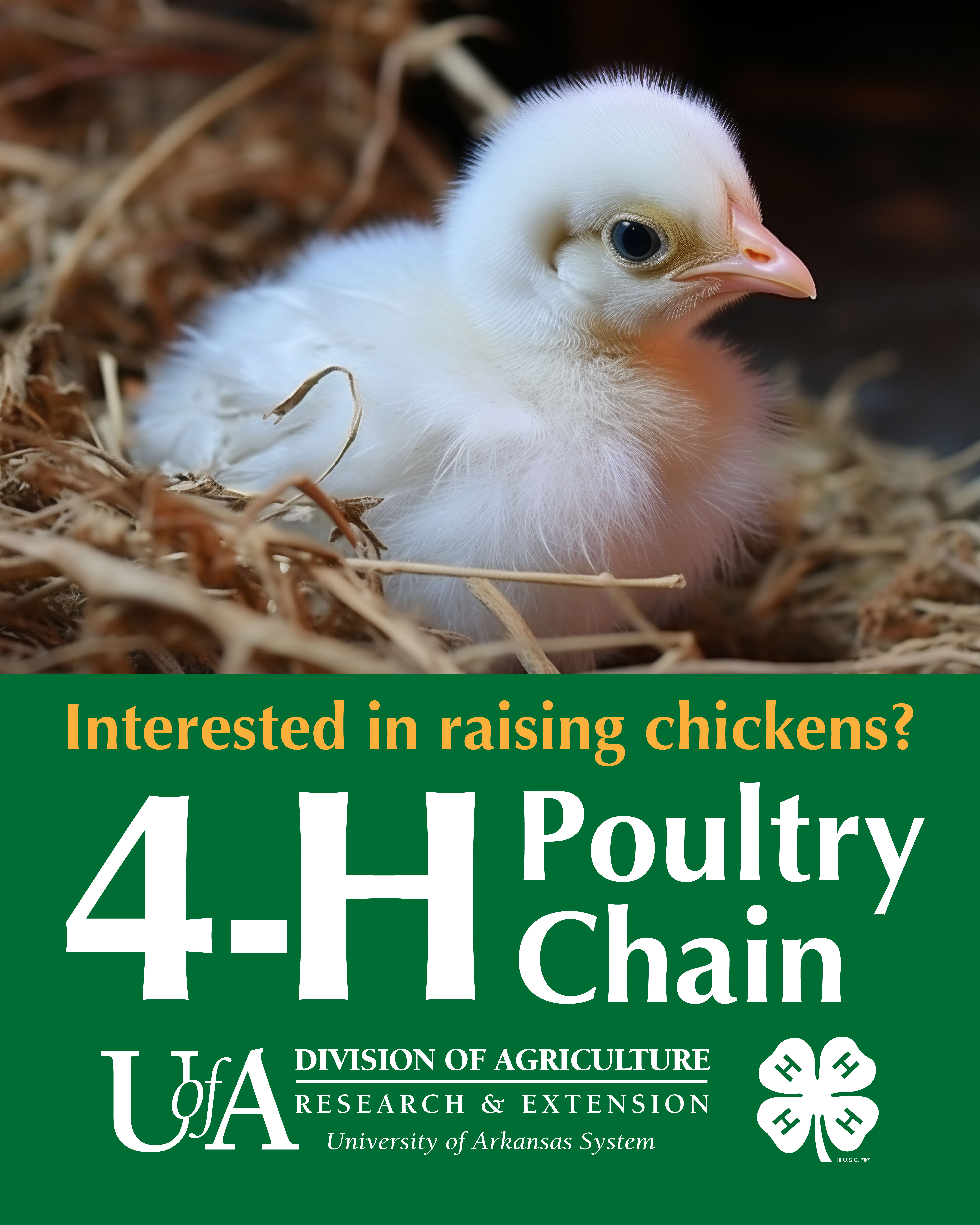 Want to raise chickens? Poutry Chain!