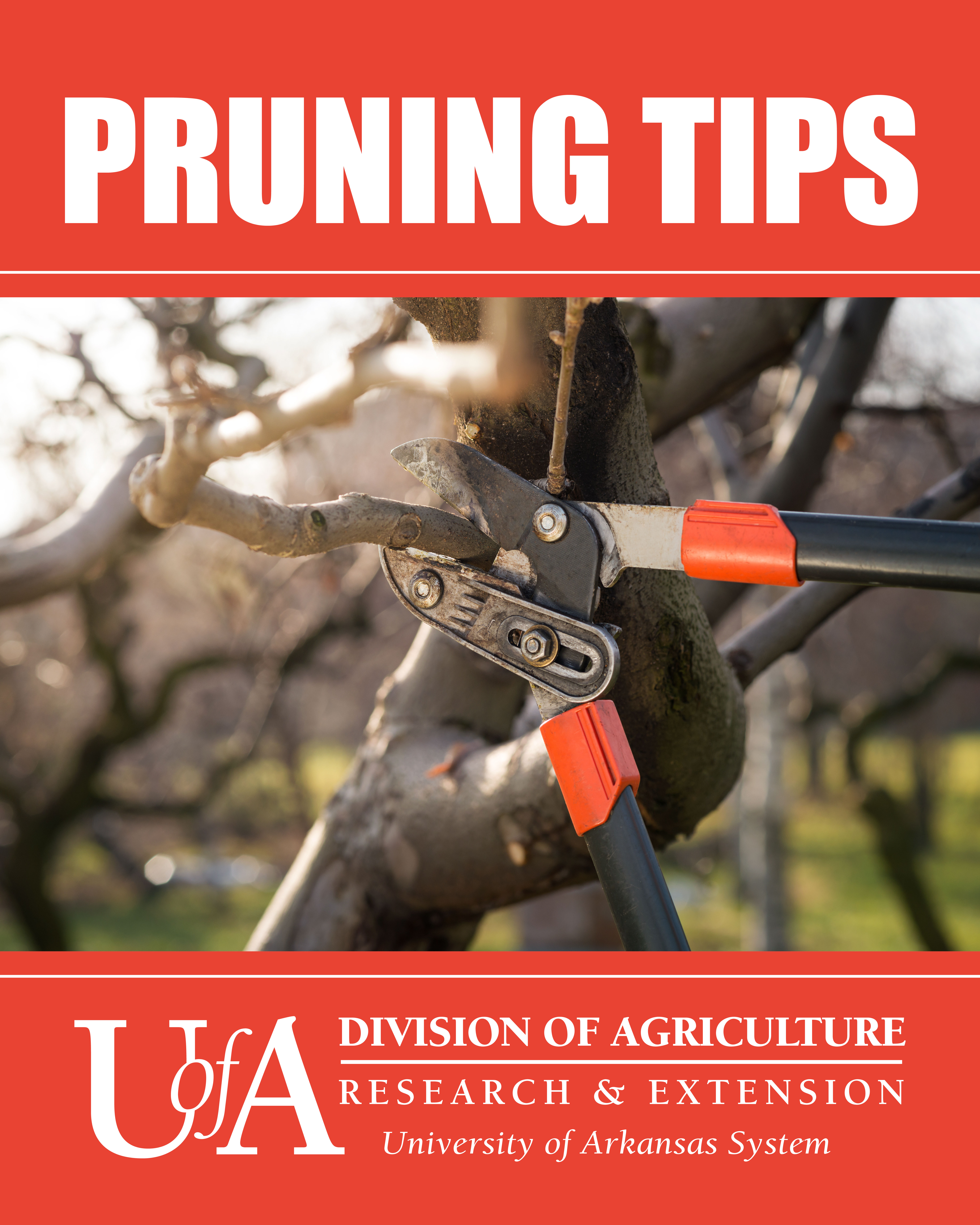 Pruning Tips