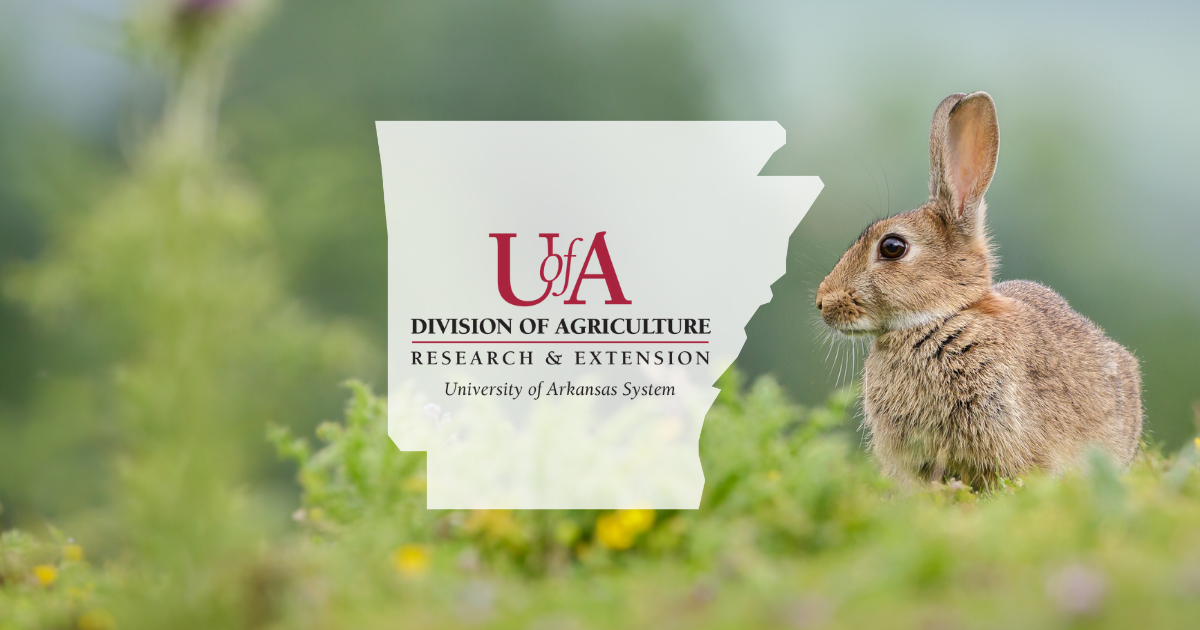 UADA rabbit cover photo