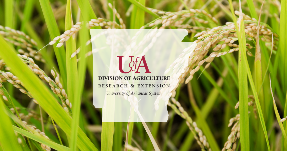 UADA rice cover photo