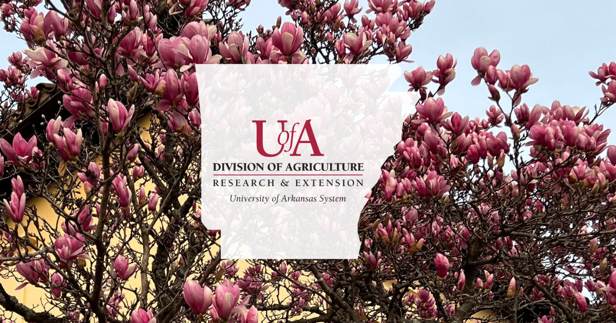 UADA saucer magnolia cover photo
