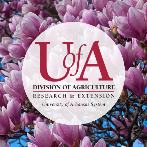UADA saucer magnolia profile pic