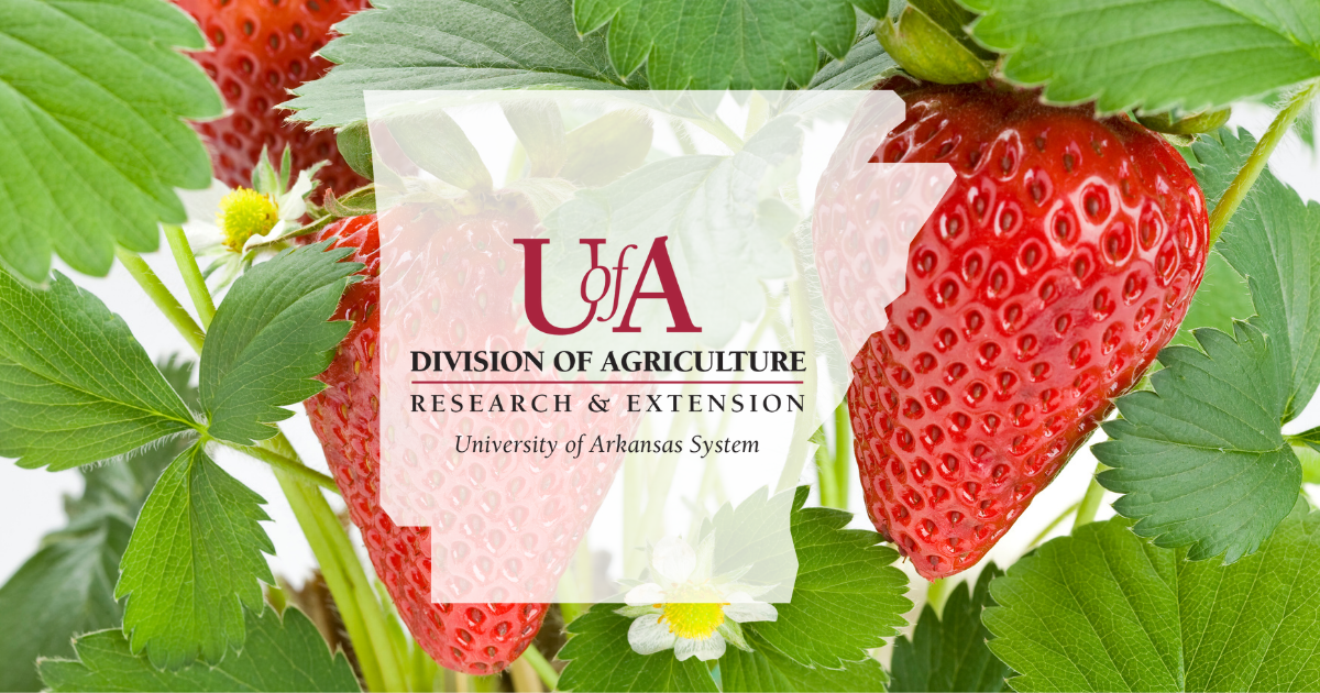 UADA strawberries cover photo