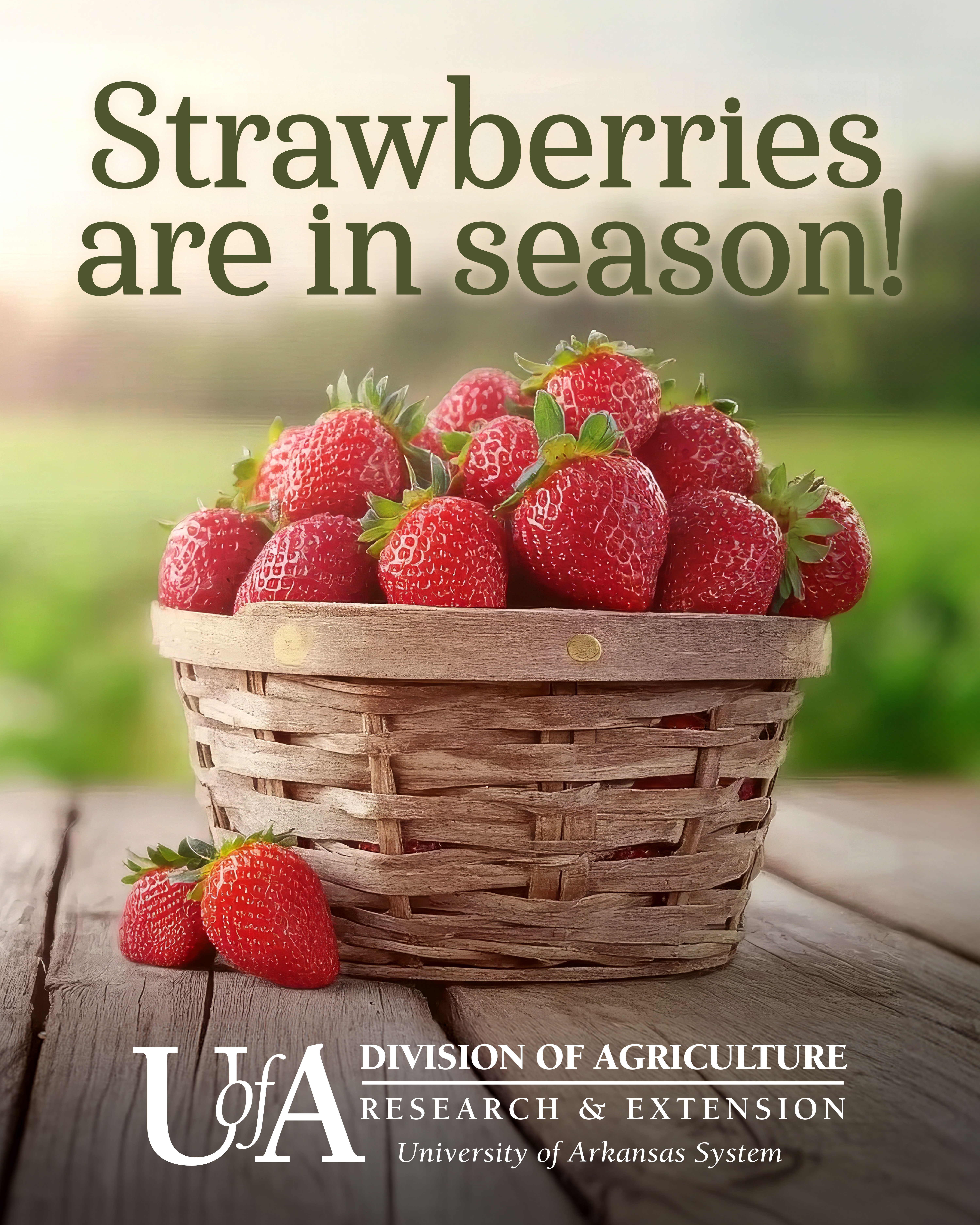 Strawberry Season