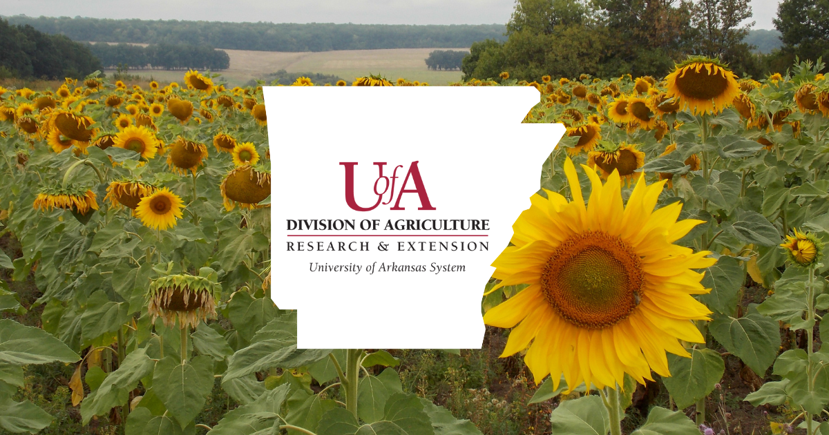 UADA sunflowers cover photo