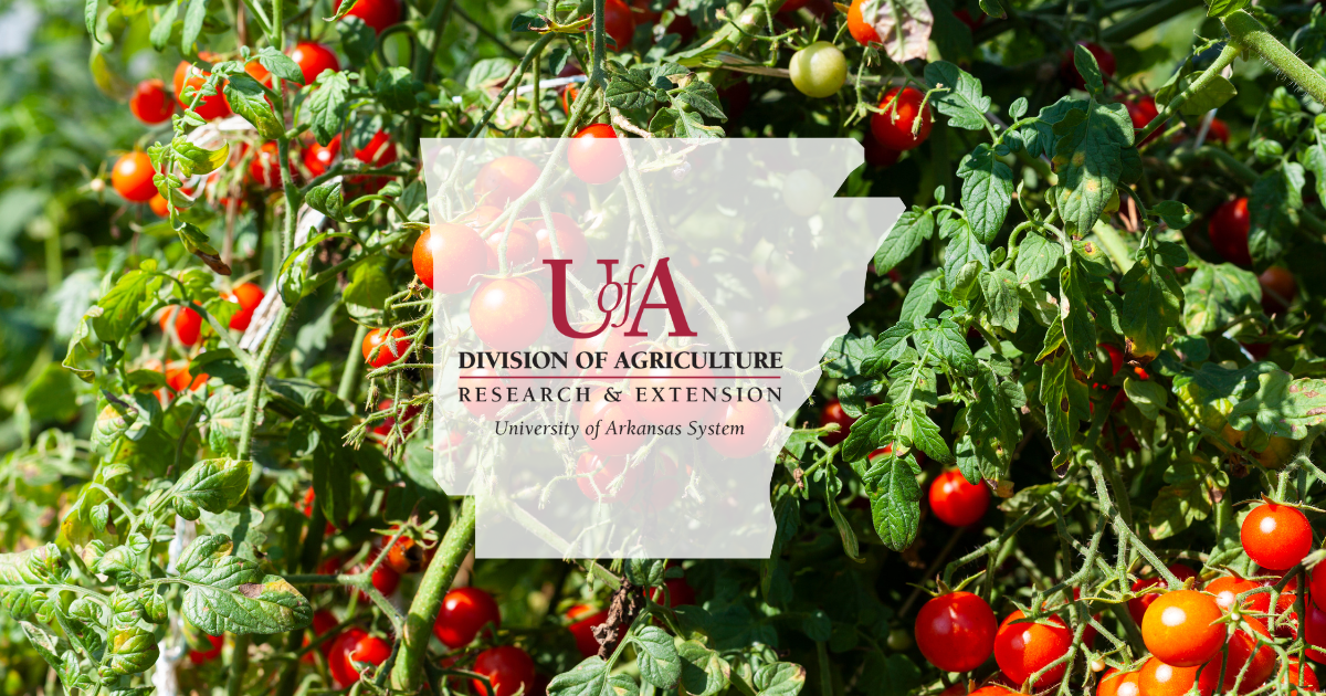 UADA tomato plant cover photo