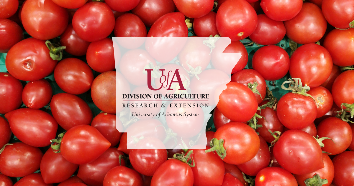 UADA tomatoes cover photo