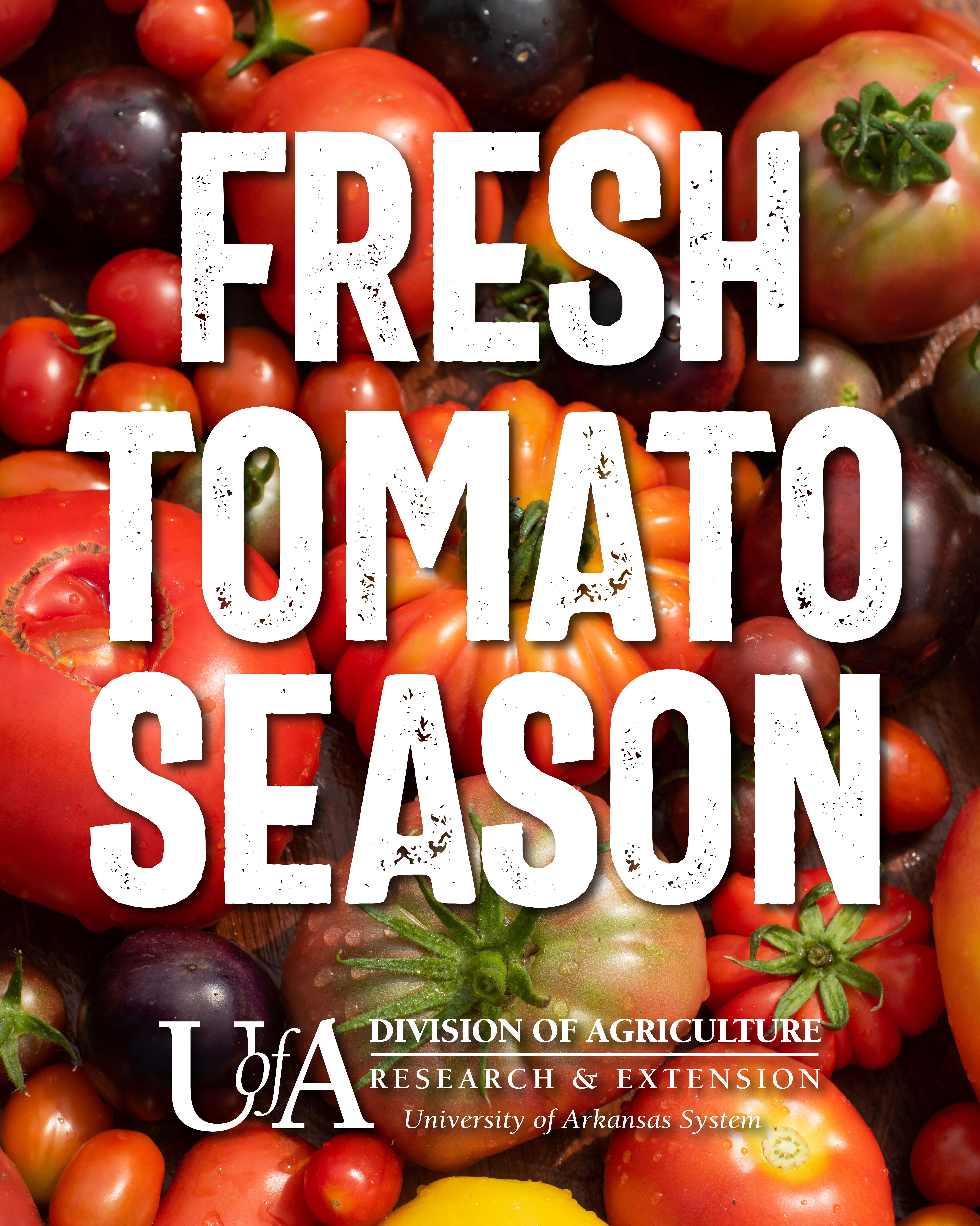 Fresh Tomato Season