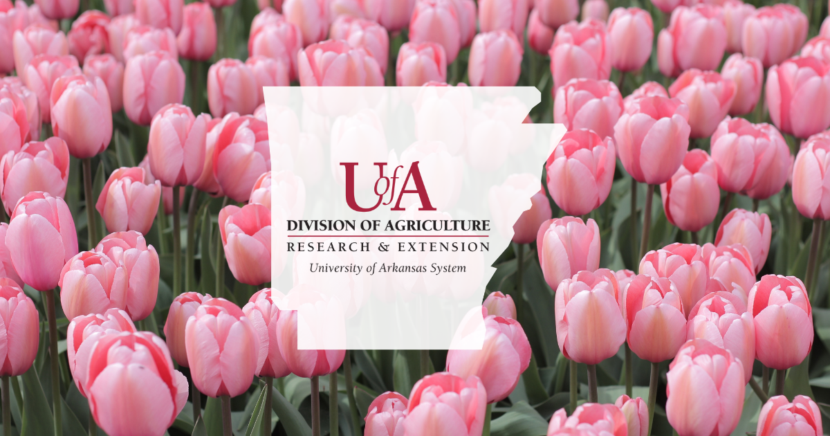 UADA tulips cover photo