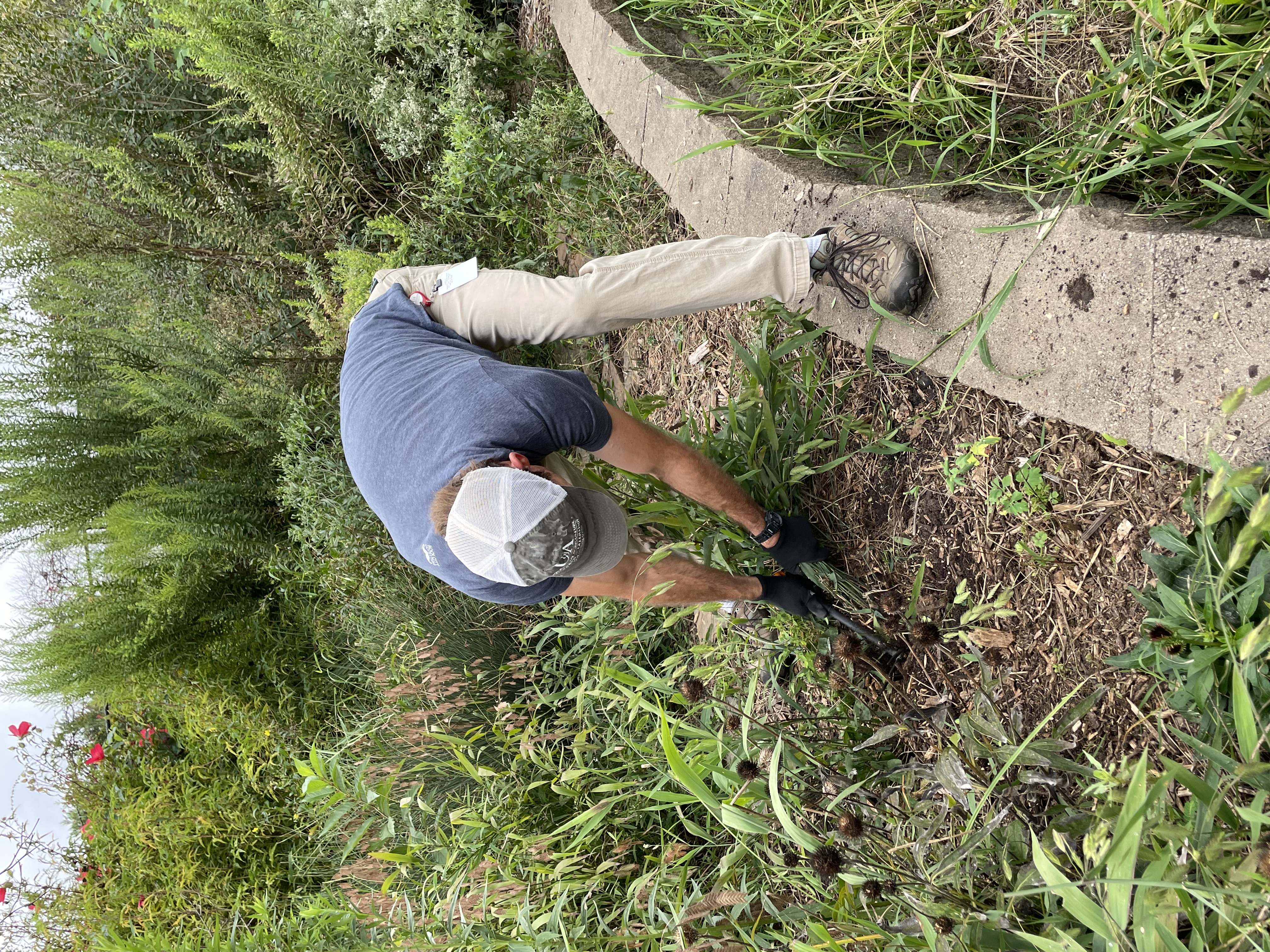 John Pennington pulls plants out of rain garden