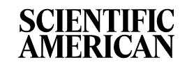 scientific american logo